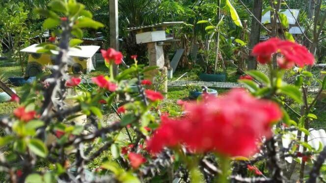 Trigona Chalet Hotel Marang Esterno foto